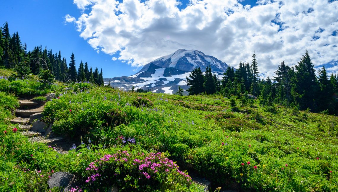 spray park mt rainier meadow