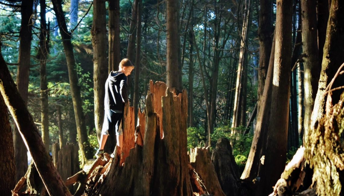 boy looking inside hollow tree