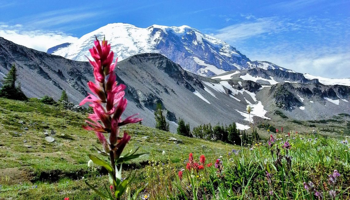 Mt Rainier with wildflowers at Sunrise Visitor Center